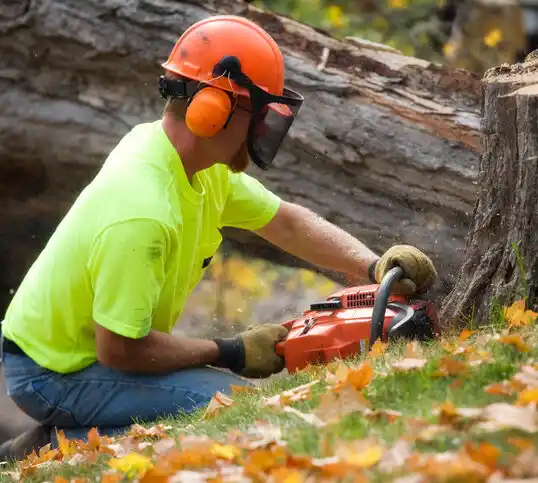 tree services Las Maravillas